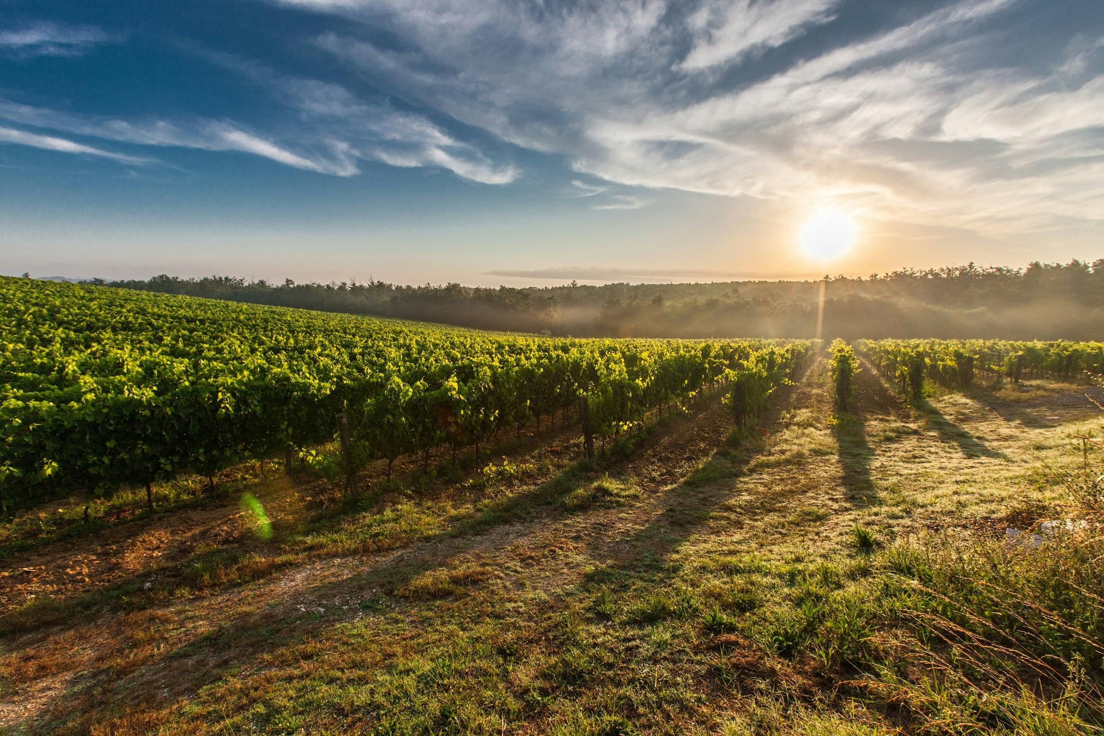 Boutique Premium Wine Experience - Elegant wine cellar